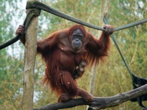 Soraya et Jambi sont nés récemment au Monde Sauvage d’Aywaille