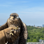 Venez observer les faucons pèlerins sur le campus du Solbosch à Ixelles