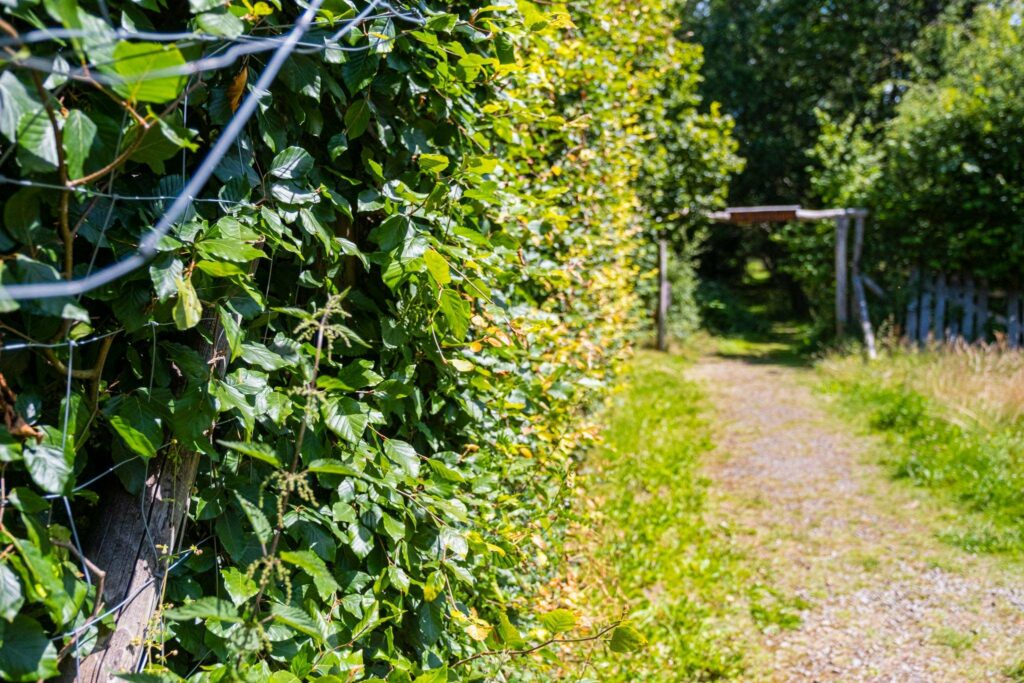En Wallonie, inventori’Haie recherche des sauveteurs de haies