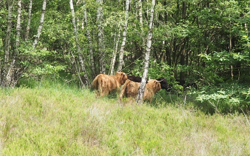 Le Sart-Tilman accueille des vaches Highland jusqu’en novembre