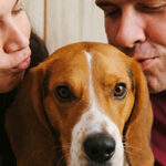 Tenez compte des nouvelles règles de garantie si vous achetez un animal domestique