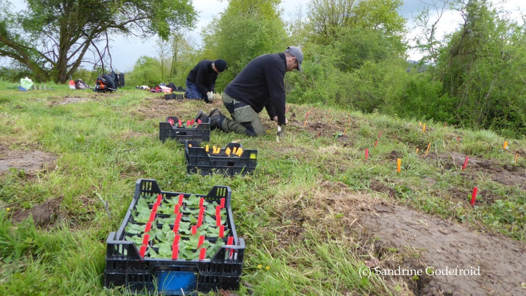 1.200 sauges des prés réintroduites dans deux réserves naturelles en Wallonie