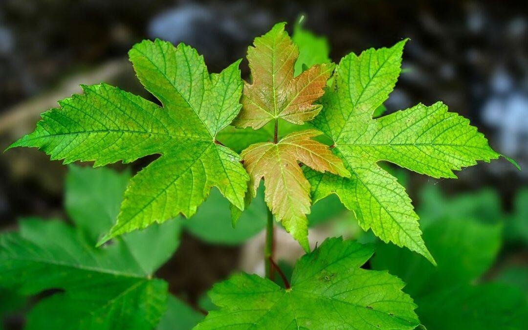 Habitants de Liège, réservez dès maintenant votre arbre