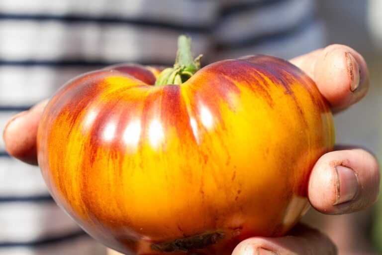 Le Brussels Tomato Festival à la #Ferme Nos #Pilifs à Neder-Over-Heembeek