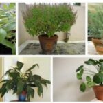 Augmentez-lenergie-positive-dans-votre-maison-avec-ces-12-plantes