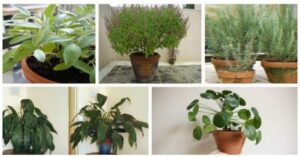 Augmentez-lenergie-positive-dans-votre-maison-avec-ces-12-plantes