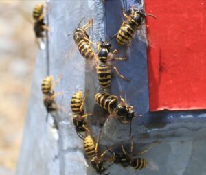 wasps-4965080_640-300x255 Comment Se Débarrasser des Guêpes Gênantes : Astuces Naturelles et Conseils Pratiques