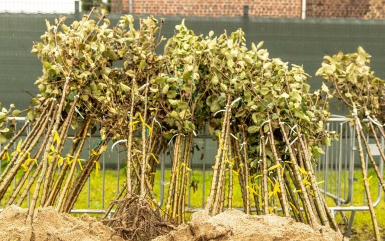 Des #arbres et des petits #fruitiers pour les Liégeois !