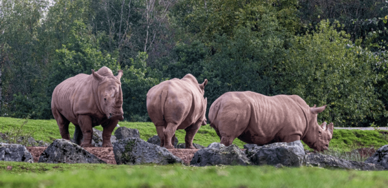 Un #rhinocéros blanc #reproducteur au « Monde Sauvage »