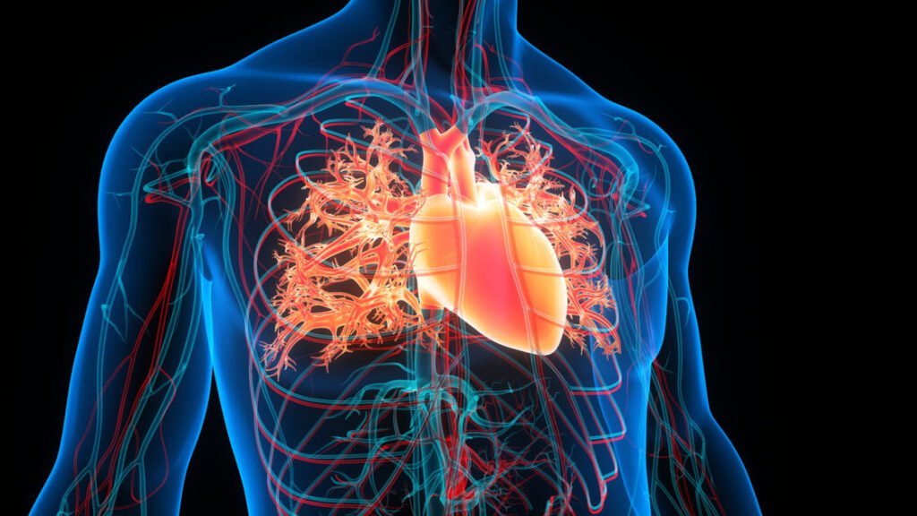 Insuffisance cardiaque en belgique