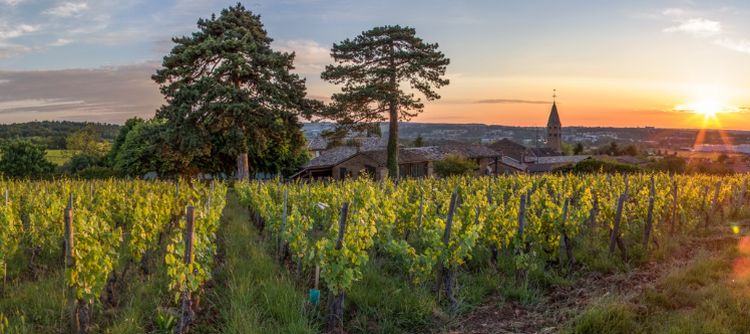 nouveaux pouilly bourgogne