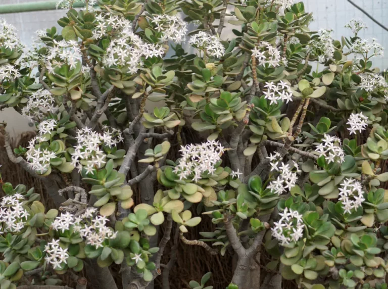 crassula-ovata-en-fleur-au-jardin-botanique-parc-de-la-tete-d-or-de-lyon