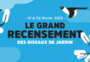 grand  recensement des oiseux de jardins 2025