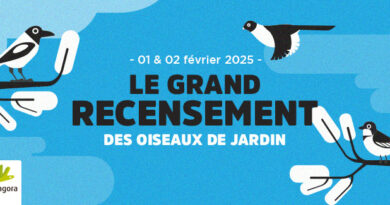 grand  recensement des oiseux de jardins 2025