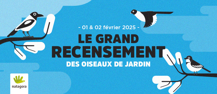 grand  recensement des oiseux de jardins 2025