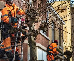 taille des arbres à schaerbeek