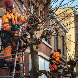 taille des arbres à schaerbeek