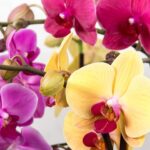 orchid-564125_640