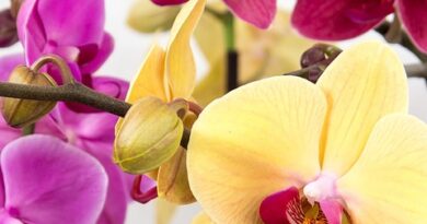 Comment prendre soin de votre Phalaenopsis : 10 erreurs courantes à corriger