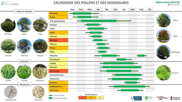#Allergie au #pollen de #bouleau pour ce printemps 2025