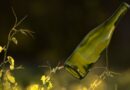 Les vins de bourgogne allégement   bouteille