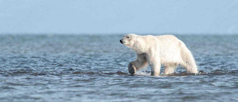 “Jardin extraordinaire – Le Tour du Monde des Animaux”, à “Exploration du Monde”, jusqu’au 25 Avril