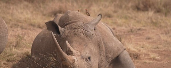 safari au kenya rtbf