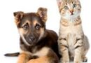 #Animaux : Il faut éviter un #retour de la #rage dans notre pays