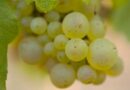 #VINS : Le #Chardonnay #Day fête ses 10 ans à Chardonnay !