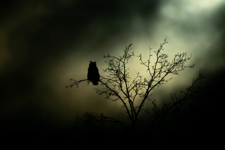 Grand Prix  2024 : « Owly Night » © Jeremie Hynderick