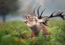 Le Brame du Cerf : Quand la Nature Chante l’Amour »