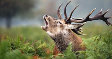 Le Brame du Cerf : Quand la Nature Chante l’Amour »