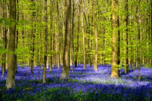Printemps en majesté : à la découverte des champs fleuris d’Europe