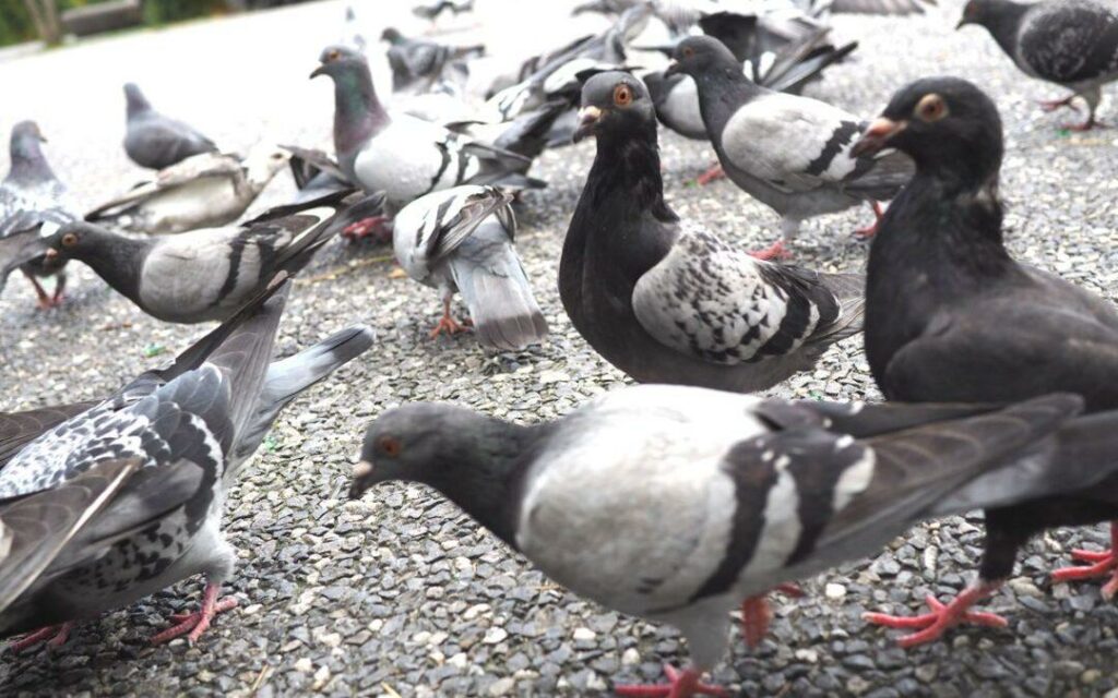 Pigeons