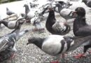 Des #graines #contraceptives pour les #pigeons liégeois