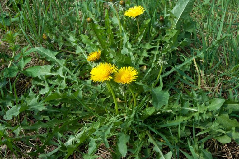 pissenlit