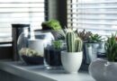 5 bonnes raisons d’avoir un cactus chez soi