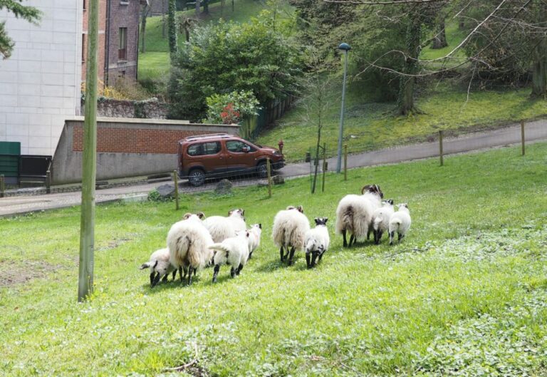 tempomoutonssssssssss-980x675