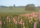 #Portes #ouvertes dans les #réserves #naturelles de Natagora en Wallonie