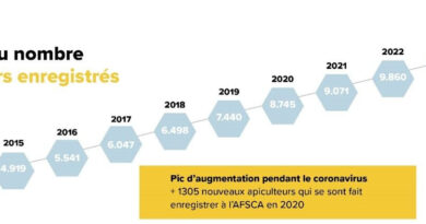 En #Belgique, les #abeilles sont en #danger pour la 3ème année consécutive