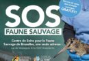 Que faire avec un #animal #sauvage #blessé en Région bruxelloise ?