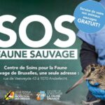 Que faire avec un animal sauvages blessés en région bruxelloise