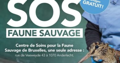 Que faire avec un #animal #sauvage #blessé en Région bruxelloise ?