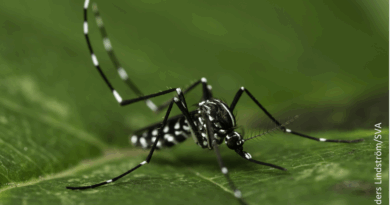 #Santé : Le #moustique #tigre se propage dans notre pays