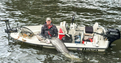 #Alimentation : Le « silurus glanis » s’est bien acclimaté en #Belgique