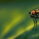 fly-4964600_640