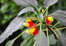 Découvrez la #plante #perroquet au #Jardin #Botanique de #Meise