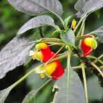 plante perroquet au musée du jardin botanique meise