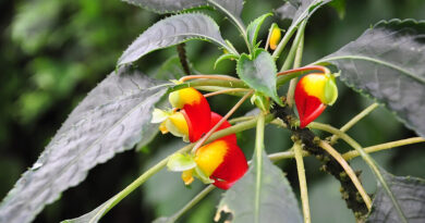 Découvrez la #plante #perroquet au #Jardin #Botanique de #Meise