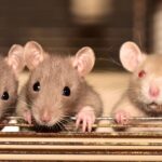 rats-4075129_640